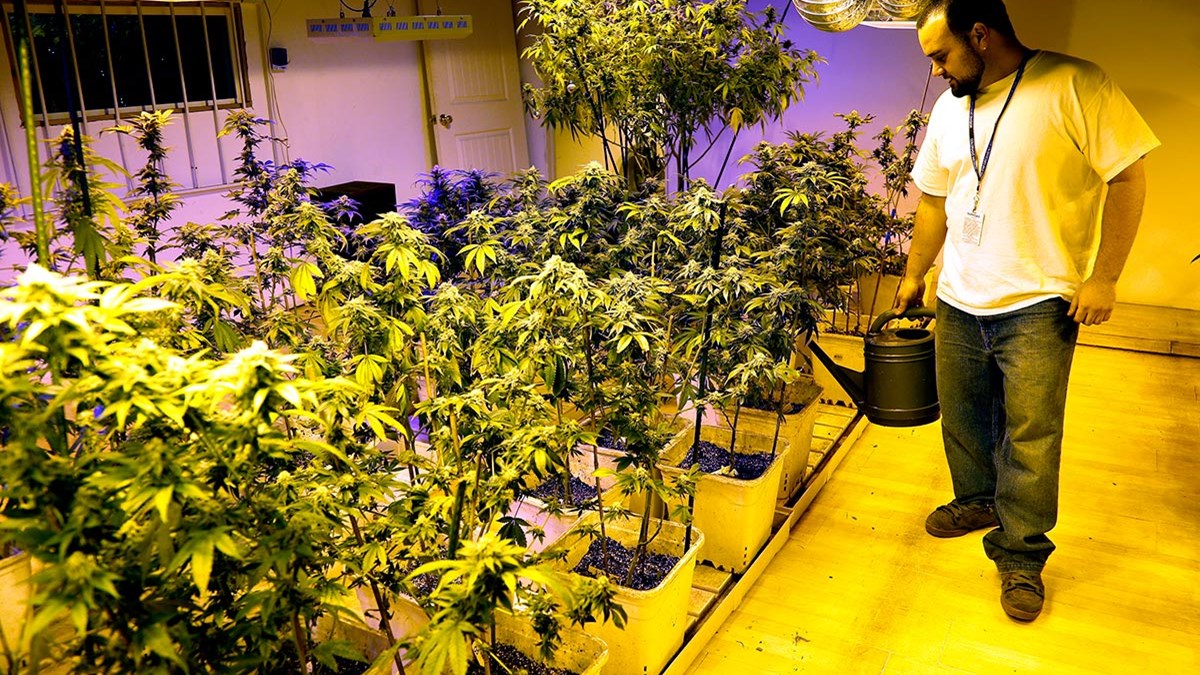 Η Ολλανδία νομιμοποίησε την καλλιέργεια μαριχουάνας