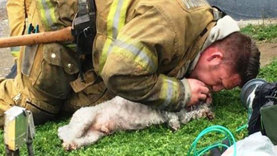 Πυροσβέστες έσωσαν σκυλάκι με… τεχνητή αναπνοή – ΒΙΝΤΕΟ