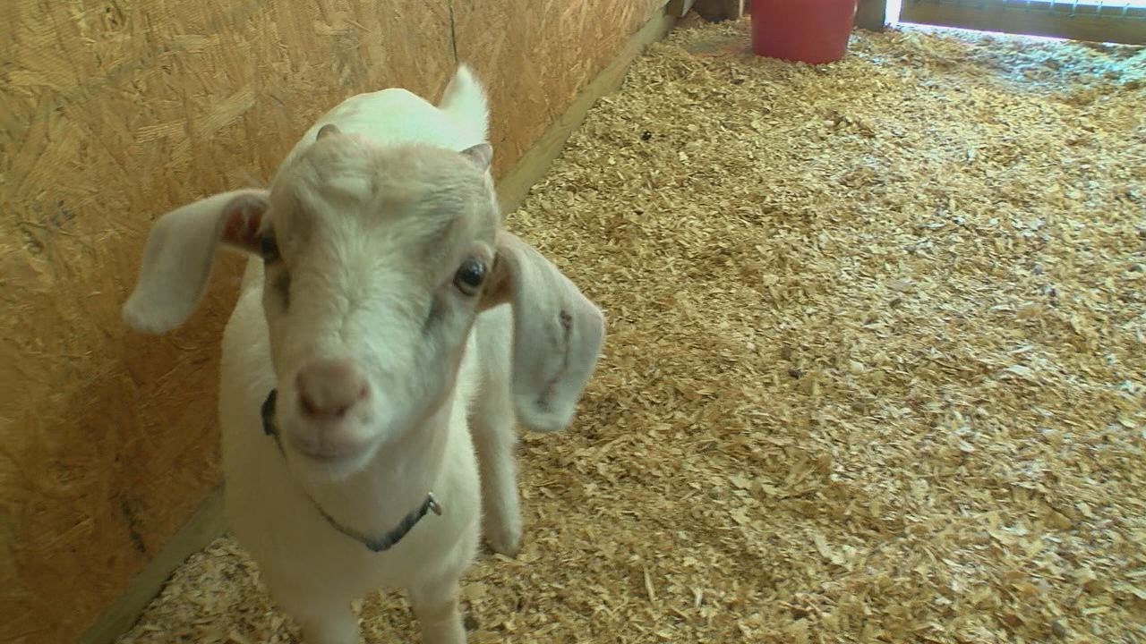 Η κατσίκα που έσωσε μια ολόκληρη οικογένεια από βέβαιο θάνατο – ΦΩΤΟ ΚΑΙ ΒΙΝΤΕΟ