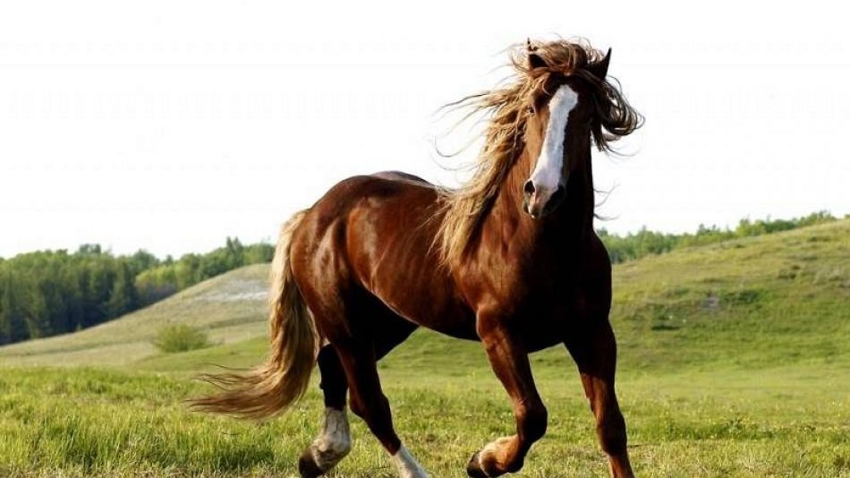 Έχετε ξαναδεί άλογο να χορεύει… τσάμικο; – ΒΙΝΤΕΟ