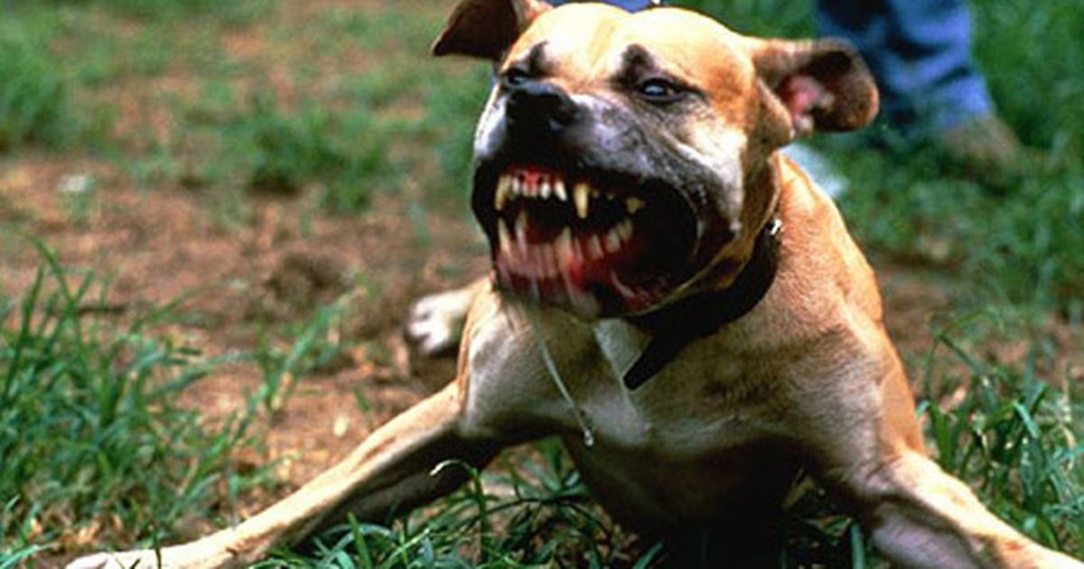 Κρήτη: Στο νοσοκομείο από φονική επίθεση πιτ μπουλ