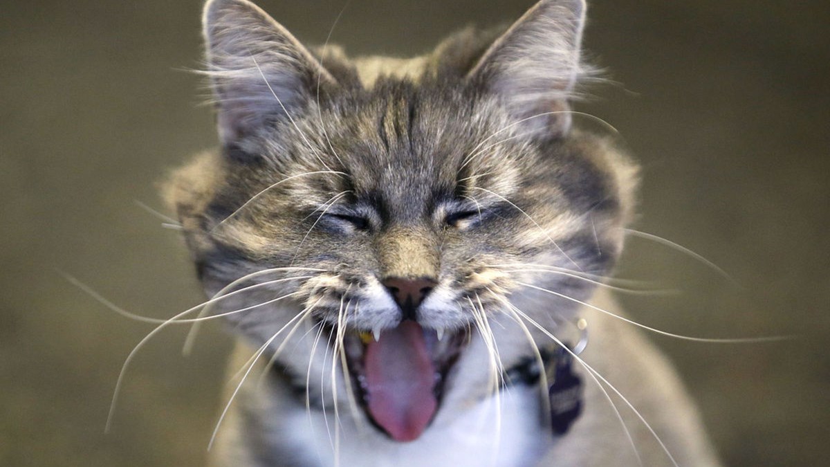 Μυστήριο στη Βιρτζίνια – Άγνωστος αρπάζει γάτες, τις ξυρίζει και τις επιστρέφει στους ιδιοκτήτες τους