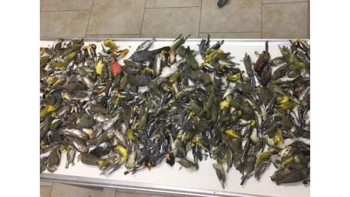 Τετρακόσια πτηνά πέθαναν μετά από σύγκρουση με… ουρανοξύστη