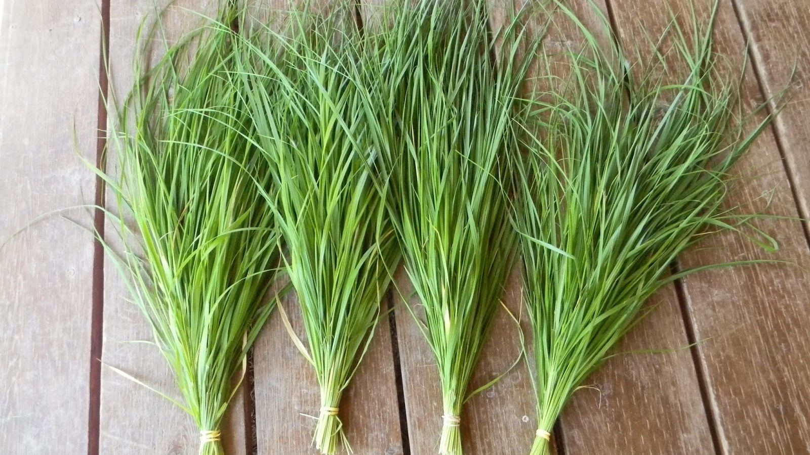 Αυτό είναι το φυτό που διώχνει τα κουνούπια