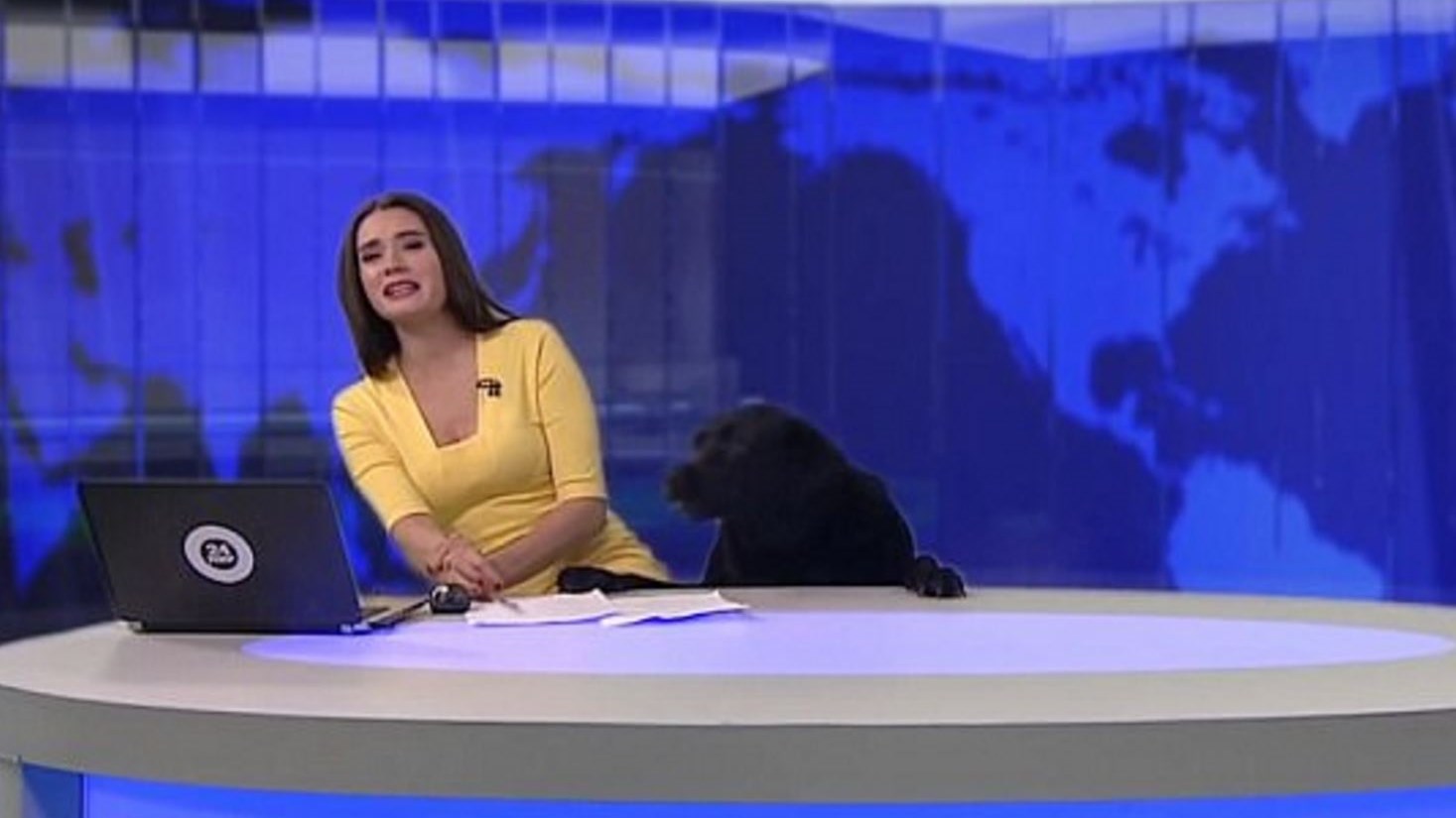 Σκύλος εισέβαλε σε στούντιο την ώρα του δελτίου ειδήσεων – ΒΙΝΤΕΟ