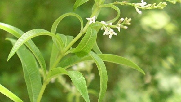 Πιείτε λουίζα για να αδυνατίσετε…