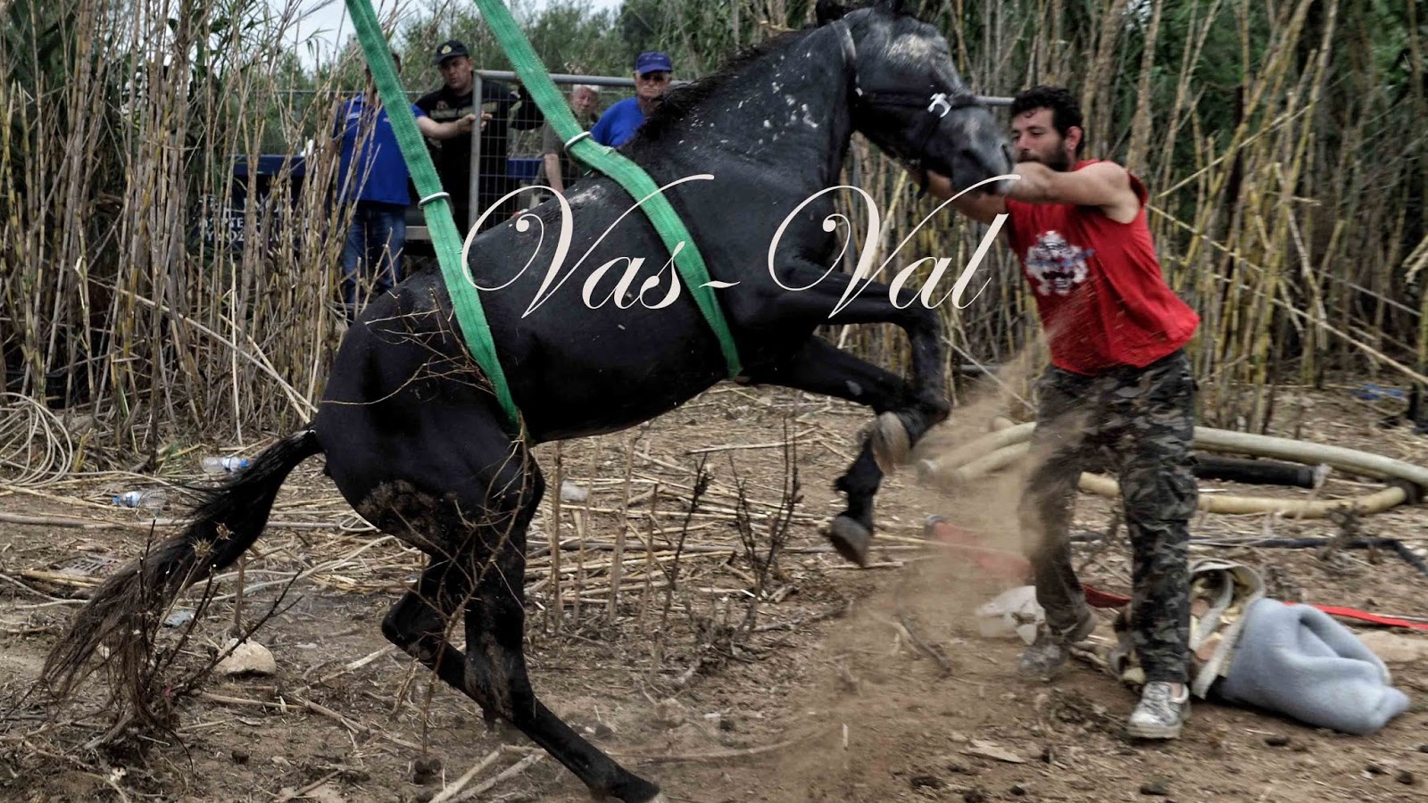 Δραματική διάσωση αλόγου από πηγάδι 20 μέτρων – ΒΙΝΤΕΟ – ΦΩΤΟ