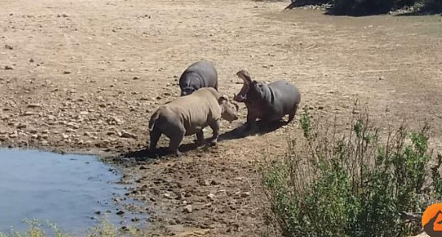 Μάχη γιγάντων: Ρινόκερος vs Ιπποπόταμου – ΒΙΝΤΕΟ