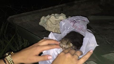 Κοζάνη: Ζευγάρι έσωσε δύο νεογέννητα γατάκια – Τα είχαν πετάξει μέσα σε σφιχτά δεμένη σακούλα σκουπιδιών