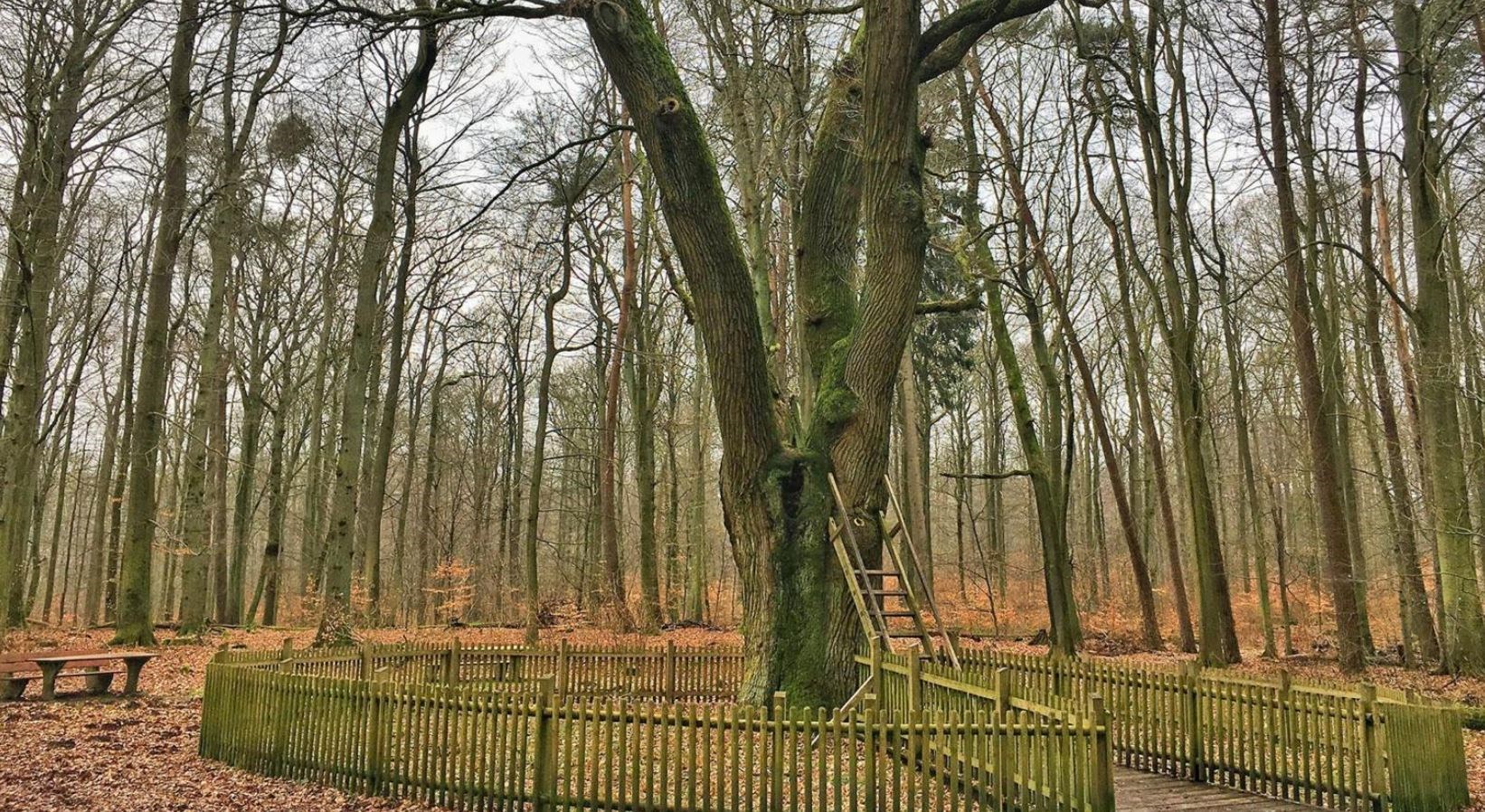 Η καλύτερη «προξενήτρα» στη Γερμανία είναι μία … βελανιδιά- ΦΩΤΟ