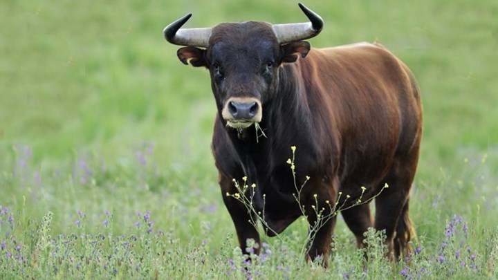 Καθυστέρησαν δρομολόγια τρένων λόγω… ταύρου