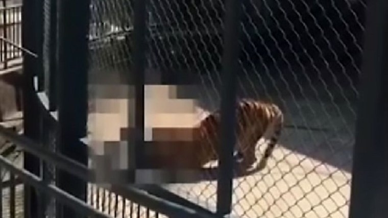 Τίγρης κατασπάραξε τον άνθρωπο που την μεγάλωσε- ΒΙΝΤΕΟ