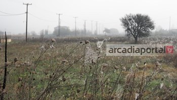 “Έπνιξαν” την Μαντίνεια οι αράχνες – ΦΩΤΟ