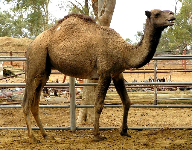 Το πρώτο βρεφικό γάλα… καμήλας είναι γεγονός