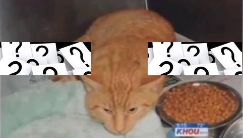 Δείτε τι έπαθε αυτός ο γάτος…