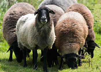 Ανησυχούν στην Ευρώπη για το νέο ιό