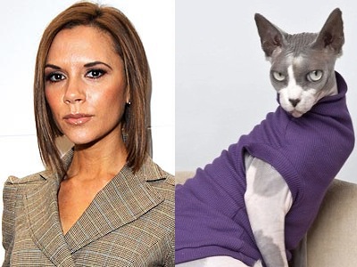 Αυτές οι γάτες είναι ακριβώς σαν τη Beckham!