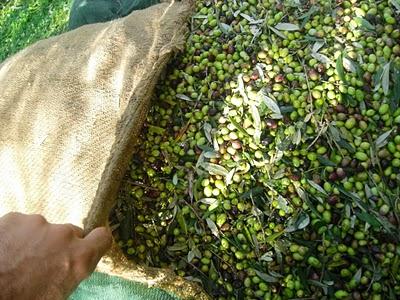 Κλέβουν ακόμα και τις ελιές !