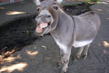 Έκλεψαν τον Μάλλιο