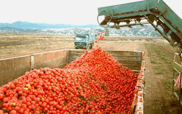 ”Φέσι” για…τομάτες