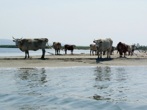 Μεταφέρουν και τα ζώα τους