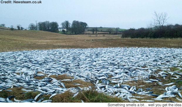 Ψάρεμα σε… χωράφι;