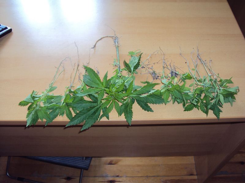 Μετέφερε… δεντράκι