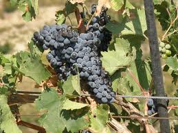 Παράγουμε κρασί, πίνουμε ουίσκι!