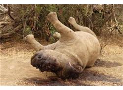 Κέρατα από χρυσάφι