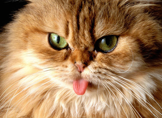 Κάηκαν 150 γάτες