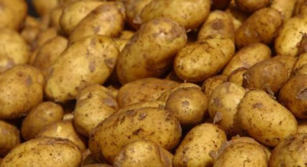 Πατάτες από το… ίντερνετ
