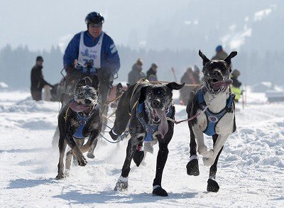 Αγώνες σκύλων με έλκηθρα