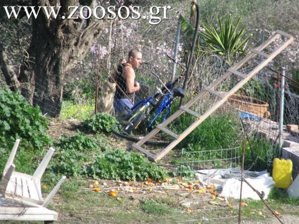 Κρέμασε το σκυλί του γείτονά του