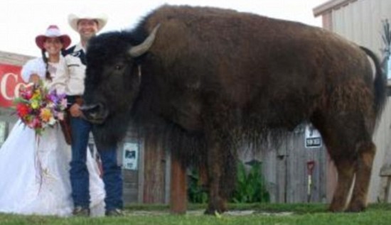 Τους πάντρεψε ο βίσωνας!