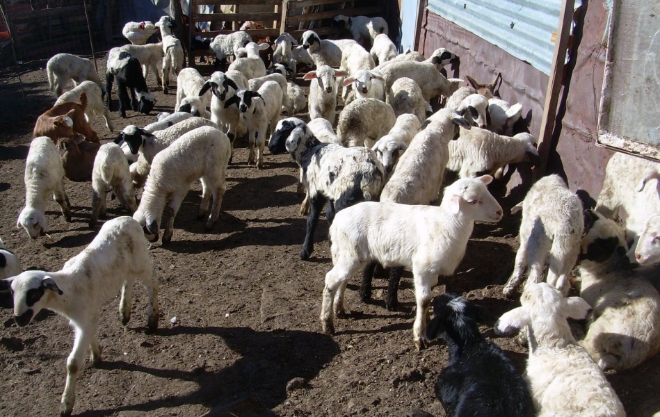 Δήμαρχος θέλει… τσοπάνη