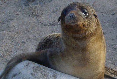 Την βρήκαν στην παραλία