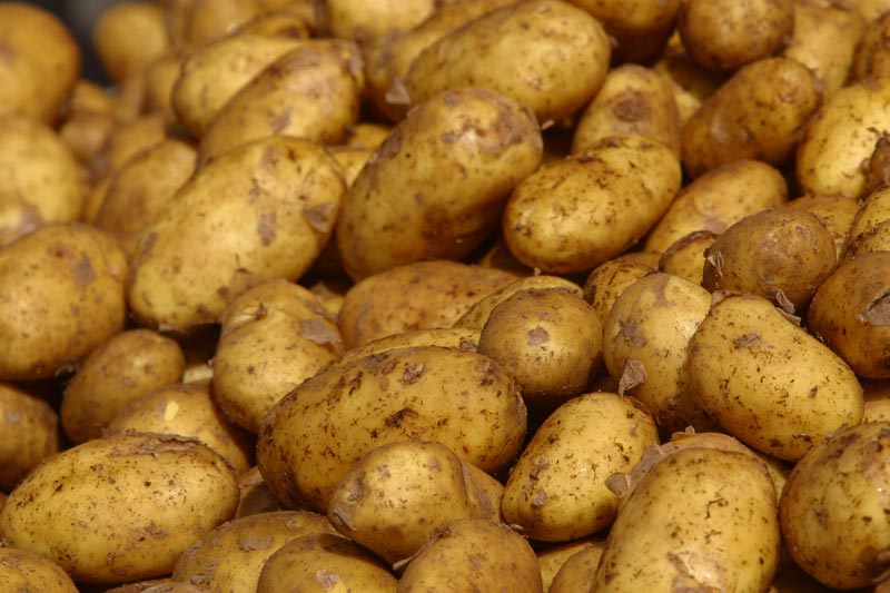 Πέντε χιλιάρικα για δωρεάν πατάτες