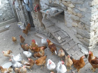 Οι κότες έκαναν… φτερά