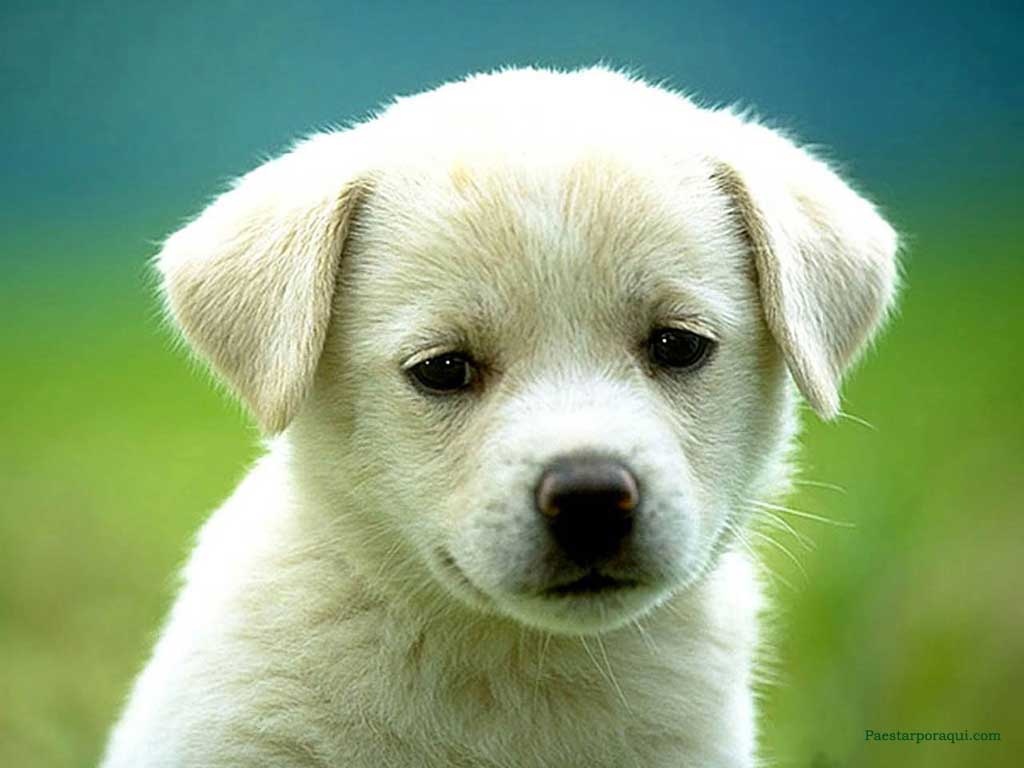 Μυρίζουν τον καρκίνο!