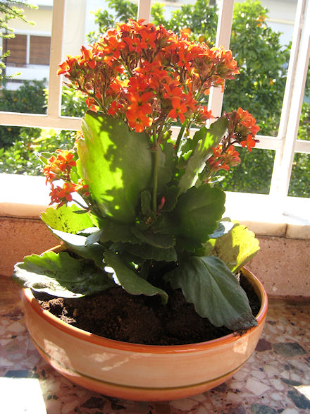 Έκλεβε γλάστρες