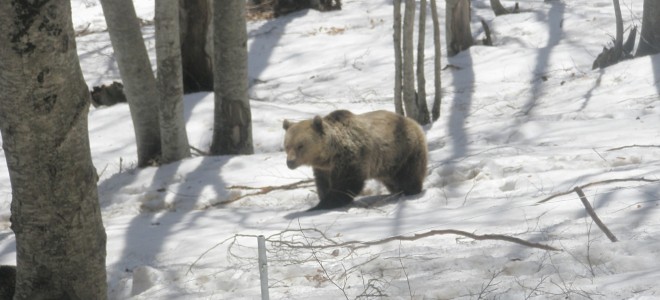 Μια αρκούδα φέρνει την Άνοιξη