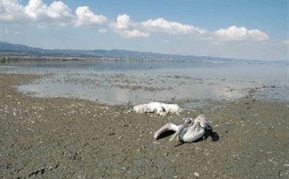 Πρόστιμο μαμούθ για την Κορώνεια