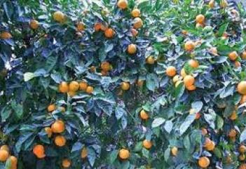 Την πλήρωσαν οι νεραντζιές