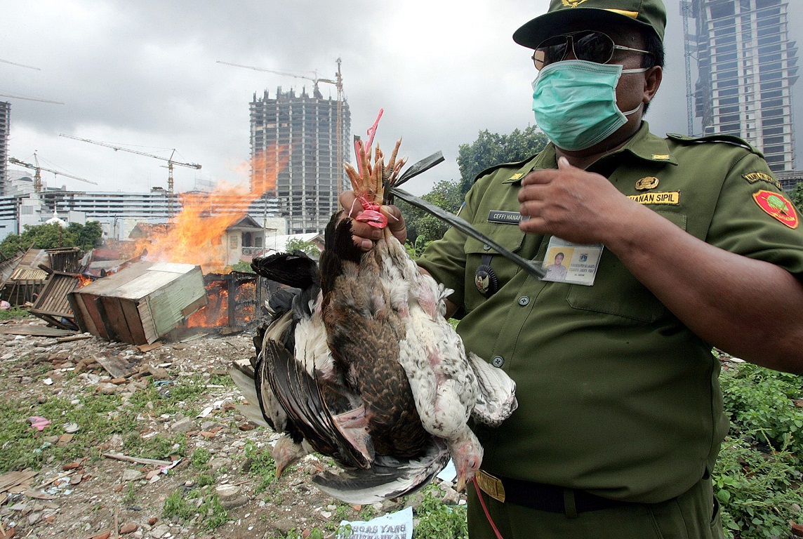 Η γρίπη των πτηνών ξαναχτυπά