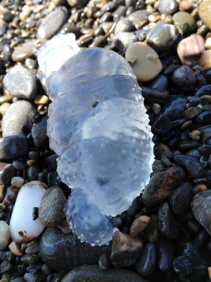 Τι πλάσμα είναι αυτό;