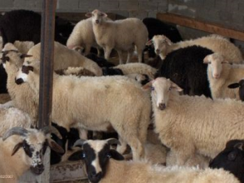 Έρχεται το “κίνημα του αρνιού”