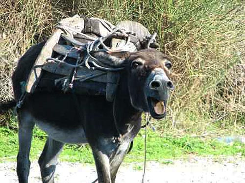 Πωλείται γάιδαρος… 5 ίππων