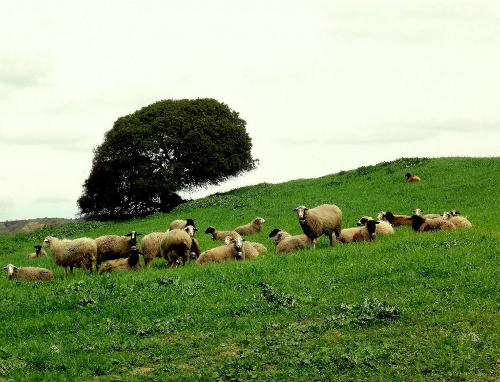 Οι νέοι γυρίζουν στα χωριά
