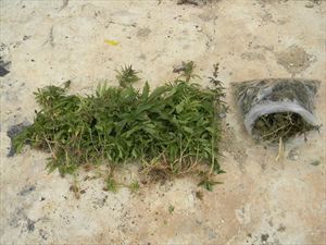 Δενδρύλλια κάνναβης σε…μαντρί