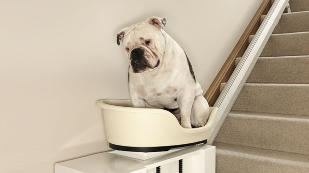 Άμα βαριέται ο σκύλος…